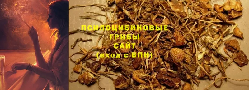 Галлюциногенные грибы Psilocybine cubensis  Игарка 